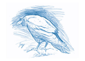 Sketch de cuervo